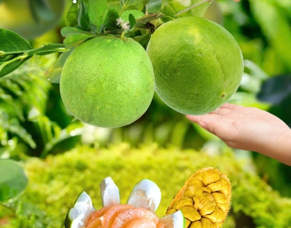 🧺 Tự tay hái trái cây – Trải nghiệm chỉ có tại Long Khánh Quê Em Homestay